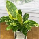 Philodendron ‘Green Congo house plant garden flowers 15 Seeds