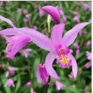 Terrestrial Orchid ‘Yokohama house plant garden flowers 15 Seeds