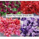 15 Seeds Sweet Pea PURPLE DREAM MIX Fragrant Climbing Vine Flowers Non-GMO