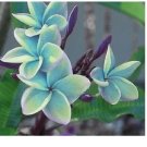 Blue Plumeria 5 Seeds Plants Flower Bloom Perennial Seed Flowers 205 US SELLER