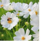 100 Purity Cosmos Seeds | Non-GMO