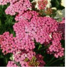500 Yarrow Seeds CERISE QUEEN Perennial 36" CutFlowers Pollinators Non-GMO