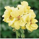 Yellow Geranium 10 Seeds Perennial Flowers Seed Bloom Flower 175 US SELLER Yellow Geranium 10 Seeds Perennial Flowers Seed Bloom Flower 175 US SELLER