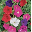 2000 Dwarf Petunia Mix Seeds Petunia Nana Compacta Flower USA