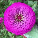Purple Prince Zinnia Seeds 100 Seeds | Non-GMO