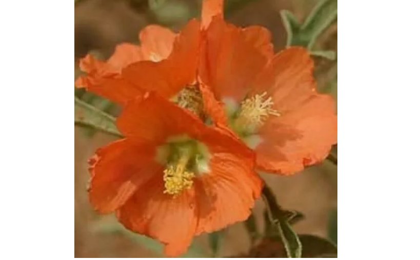 SCARLET GLOBE MALLOW RARE 30 FRESH SEEDS  PRARIE MALLOW
