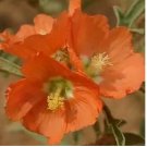 SCARLET GLOBE MALLOW RARE 30 FRESH SEEDS  PRARIE MALLOW