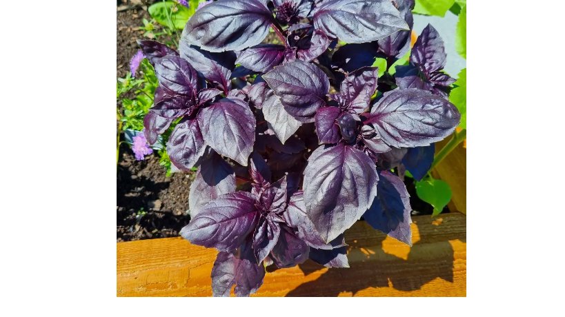150  Dark Opal Basil Seeds, NON-GMO, Purple Basil, Herb Seeds, Purple Basil Seeds