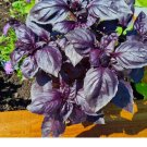 150  Dark Opal Basil Seeds, NON-GMO, Purple Basil, Herb Seeds, Purple Basil Seeds