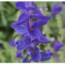 200 Seeds Clary Sage BLUE MONDAY Salvia Perennial Medicinal Sun or Shade Non-GMO