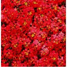 50  Alyssum Seeds Carpet Flower Sweet Flowers flower