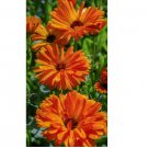 100  Calendula Flower Seeds (Calendula officinalis) Organic Medicinal Herb USA