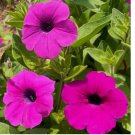 2000 Seeds Petunia SHANIN WILD Hot Pink Containers Flower Garden Spring