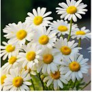 Alaska Shasta Daisy Seeds Hardy Perennial Garden Flowers USA 500 Seeds