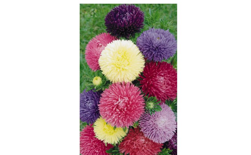 Powder Puff China Aster Seed Mix(Callistephus Chinensis)Cut flowers USA 500+ Seeds