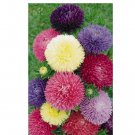 Powder Puff China Aster Seed Mix(Callistephus Chinensis)Cut flowers USA 500+ Seeds