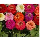Dahlia Flowered Mix  100 Seeds wildflower Zinnia seeds Multicolor Fresh USA