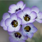 1000+Bird’s eye flower seeds Desert Loving Wildflowers Seeds Lavender Blooms USA