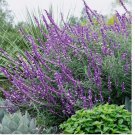 Leucantha Salvia Seeds Flower Seed Perennial Flowers Hummingbird  50 Seeds