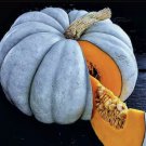 Blue Pumpkin Seeds | Jarradale Queensland Cinderella Doll|RARE 25 Seeds