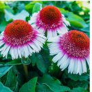 Strawberry & Cream Coneflower Seeds Echinacea Flower Perennial 50 Seeds