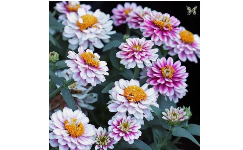 Zahara Double Raspberry Ripple Zinnia Seeds for Garden 100 Seeds
