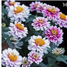 Zahara Double Raspberry Ripple Zinnia Seeds for Garden 100 Seeds