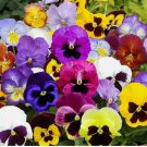 200 Seeds PANSY MIX Heirloom Garden Viola Pollinators GroundCover Edible Non-GMO