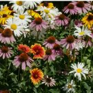 ALL PERENNIAL FLOWER SEED MIX 400+ CONEFLOWER daisy WILDFLOWER
