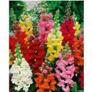 20 Snapdragon Flowers Seeds Tall Mixed Colors Garden Rust Resistant Annuals 20 Snapdragon Flowers Seeds Tall Mixed Colors Garden Rust Resistant Annuals