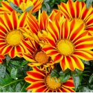 Gazania Seeds Striped Mix Flower Ground Cover Plants Rare Easily Grow 100 Seeds