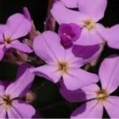 EVENING SCENTED STOCK FLOWER 400 FRESH SEEDS