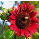 CHOCOLATE CHERRY SUNFLOWER SEEDS 100+ ANNUAL GARDEN bees BIRDS
