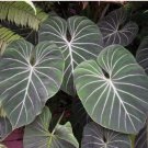 Philodendron gloriosum house plant- garden- flowers 15 Seeds Philodendron gloriosum house plant- garden- flowers 15 Seeds