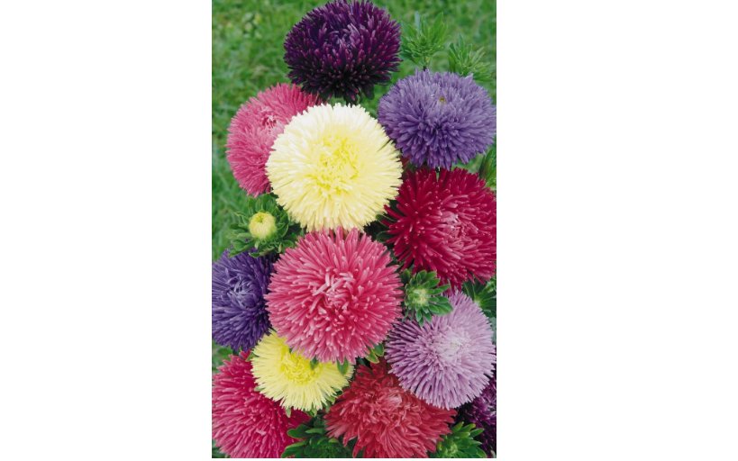 Powder Puff China Aster 500+ Seed Mix(Callistephus Chinensis)Cut flowers USA