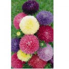 Powder Puff China Aster 500+ Seed Mix(Callistephus Chinensis)Cut flowers USA