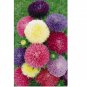 Powder Puff China Aster 500+ Seed Mix(Callistephus Chinensis)Cut flowers USA