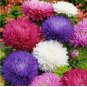 Powder Puff China Aster 500+ Seed Mix(Callistephus Chinensis)Cut flowers USA