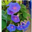 100+Heavenly Blue Star Morning Glory Seeds Climbing Vine Flower Fence Garden USA