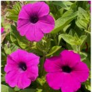 2000 Seeds Petunia SHANIN WILD Hot Pink Containers Flower Garden Spring