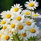 Alaska Shasta Daisy Seeds Hardy Perennial Garden Flowers USA 500 Seeds