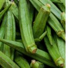60 Perkins Long Pod Okra Seeds, NON-GMO, Spineless, Large Okra