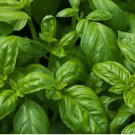 250 Sweet Basil Seeds, NON-GMO, Common Basil, Easy Grow Herb