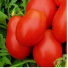 50 Roma VF Tomato Seeds | NON-GMO Tomato Seeds | Fresh Heirloom Vegetable Seeds