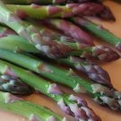 100 Mary Washington Asparagus Seeds, NON-GMO, Healthy Vegetable