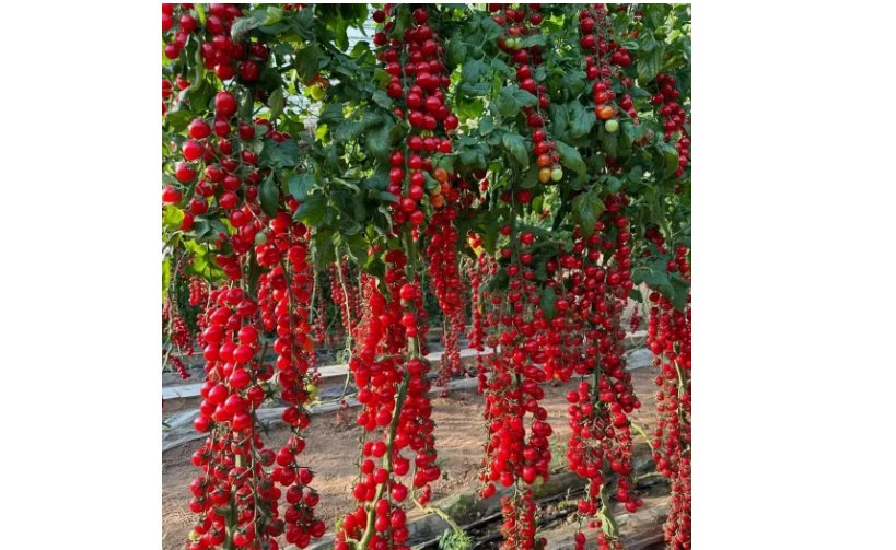 WATERFALL TOMATOES SEEDS - SWEET - HIGH YIELD - HEIRLOOM - ORGANIC  100 Seeds