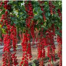 WATERFALL TOMATOES SEEDS - SWEET - HIGH YIELD - HEIRLOOM - ORGANIC  100 Seeds