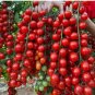 WATERFALL TOMATOES SEEDS - SWEET - HIGH YIELD - HEIRLOOM - ORGANIC 100 Seeds
