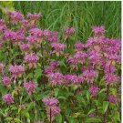 50 Wild Bergamot Seeds, Flower/Herb Seeds