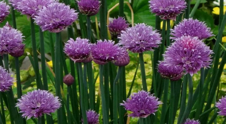 50 Count Chive Seeds - NON-GMO